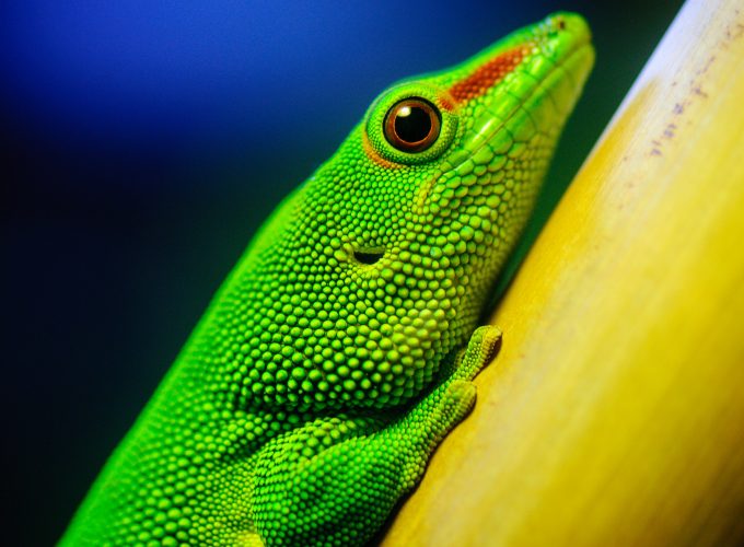 Wallpaper Lizard, macro, green, Animals 4457817831